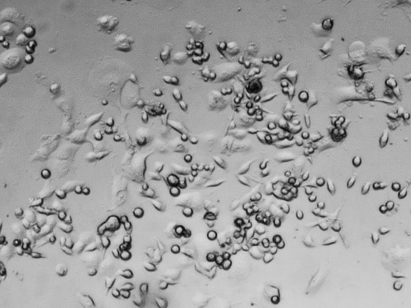 Comparison of 2D vs. 3D cell culture 2-min
