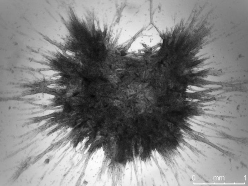 Comparison of 2D vs. 3D cell culture_-min